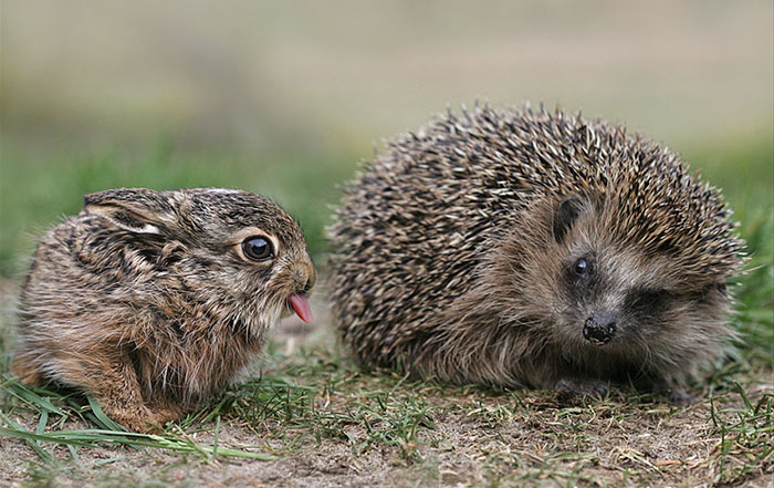 Cute Animal With It's Tongue Sticking Out