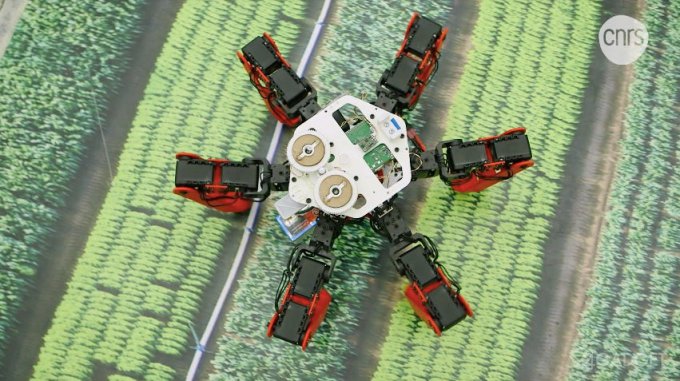 AntBot – робот, получивший навигационную систему муравьев AntBot – робот, получивший навигационную систему муравьев AntBot