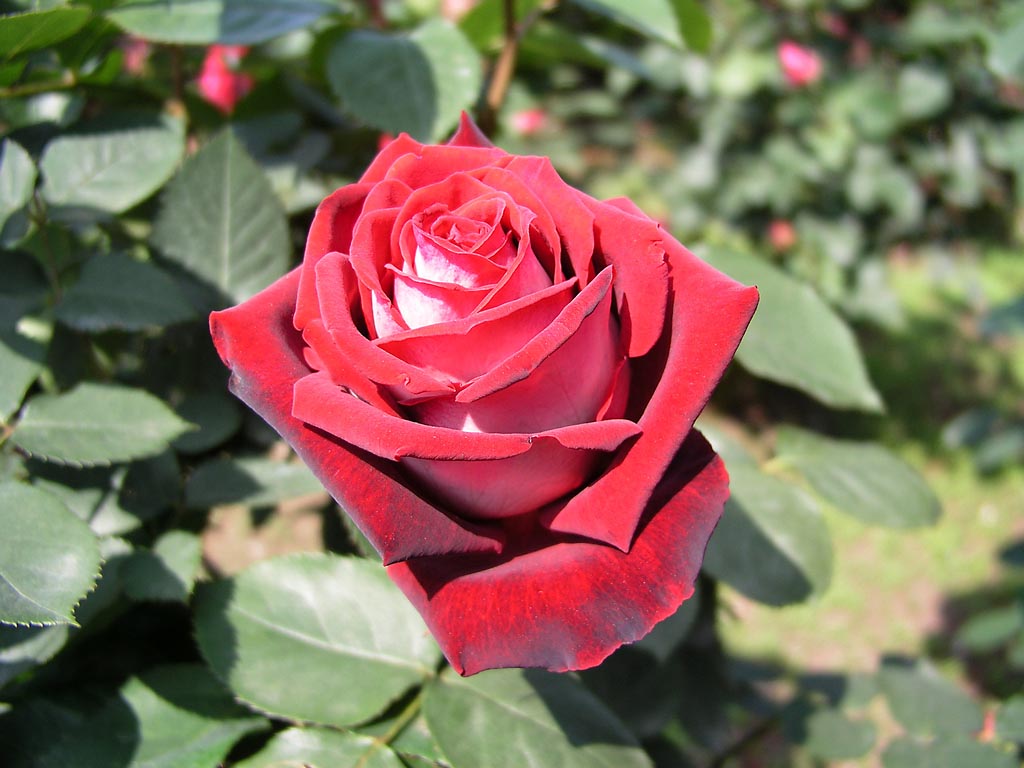 Фотография: Удивительно красивая роза сорта Osiria №13 - BigPicture.ru