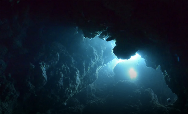 На дне океана обнаружили неизвестные науке существа: они способны жить на глубине 8000 метров Культура
