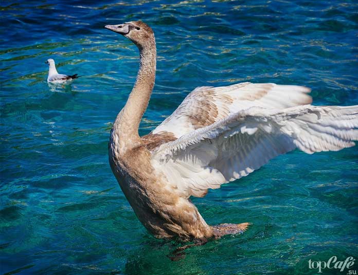 Лебедь на озере