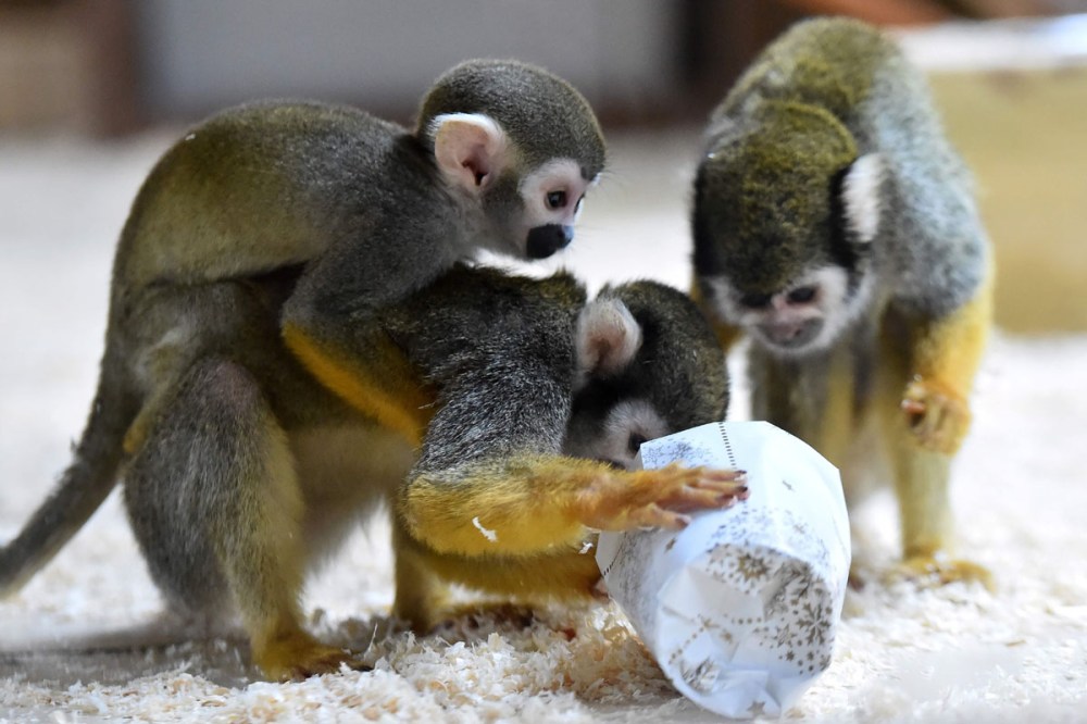Squirrel monkeys trie to open a wrapped package filled with food as a Christmas gift at the zoo of La Fleche, western France, on December 23, 2016.  / AFP PHOTO / JEAN-FRANCOIS MONIERJEAN-FRANCOIS MONIER/AFP/Getty Images ** OUTS - ELSENT, FPG, CM - OUTS * NM, PH, VA if sourced by CT, LA or MoD **