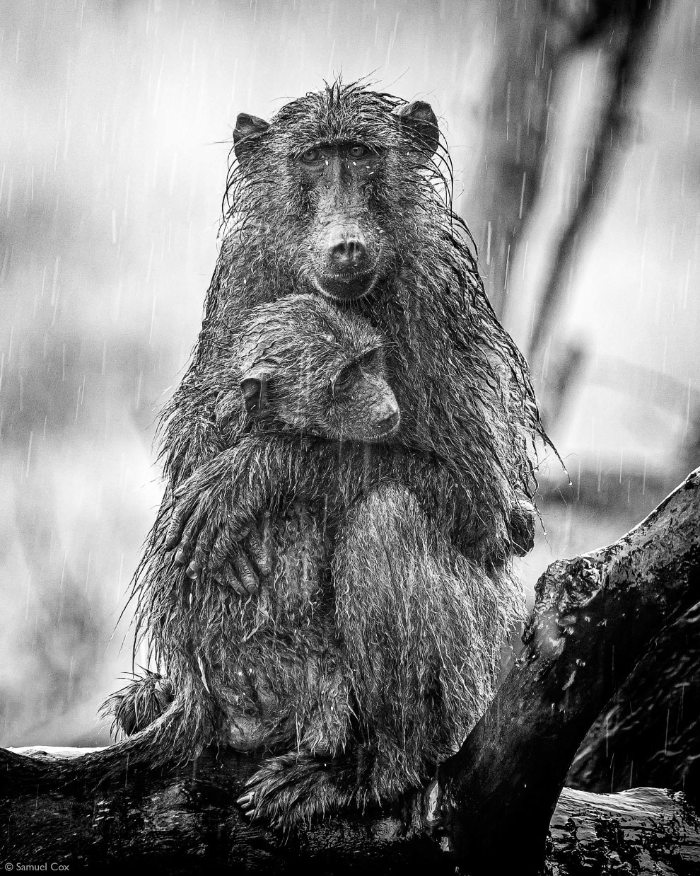 Лучшие фотографии Африки 2020 Африка,фотографии