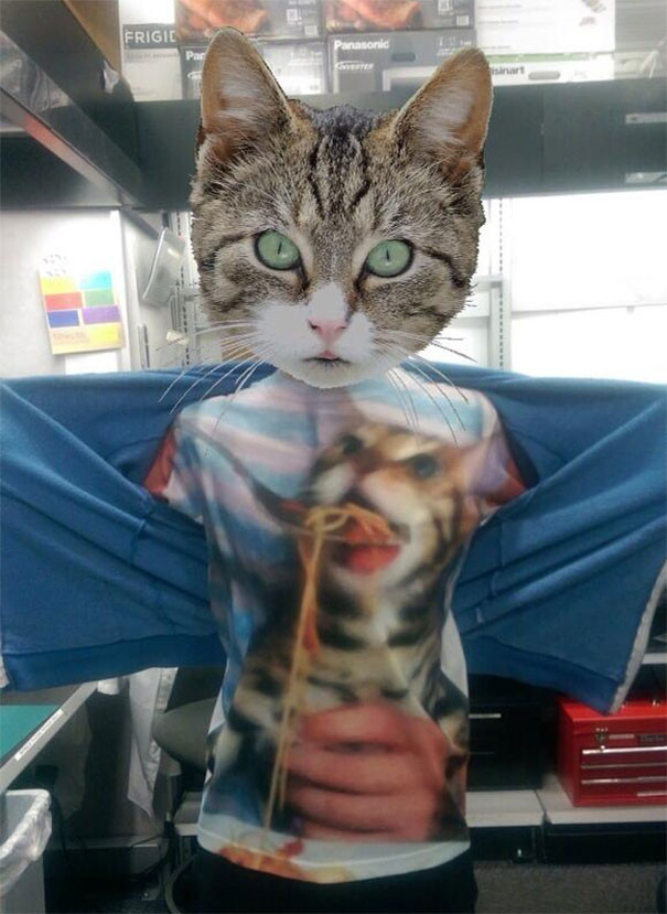 Котик и спагетти алкоголь, опьянение, покупка