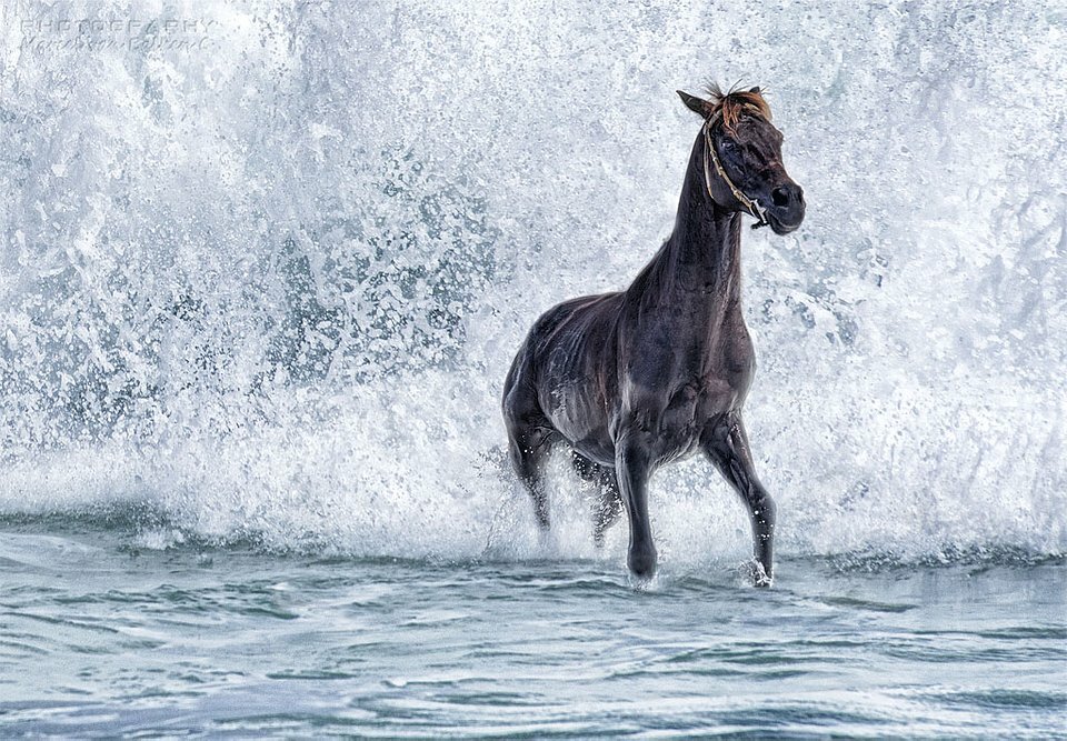 «Лошадь хотела бы быть морским коньком!» Автор: @marcelvanbalken (Нидерланды). Снято: Ломбок, Индонезия