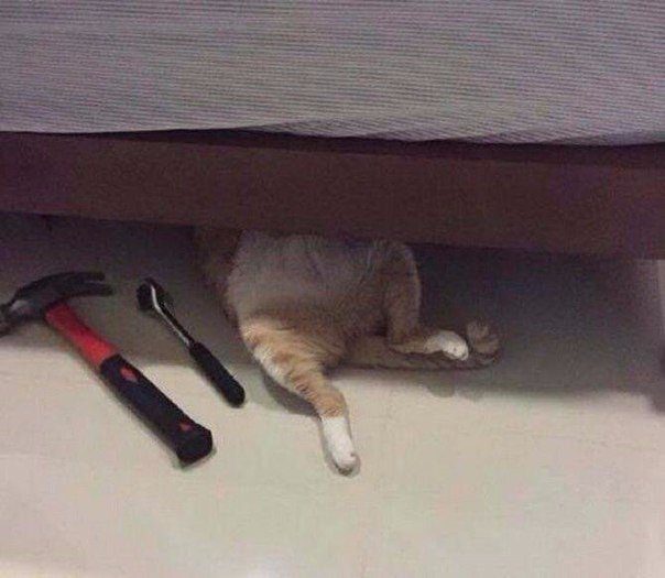 25 лучших приколов дня. Отличный сборник! 25 лучших приколов дня. Отличный сборник! смешные картинки