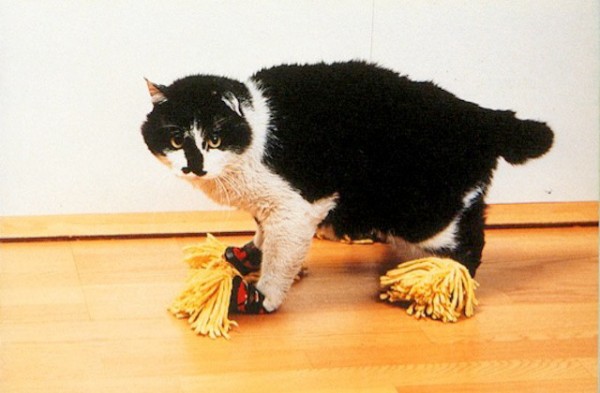 cat-mop.jpg