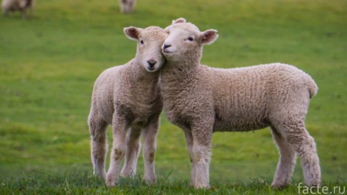 5 продуктов, производство которых убивает нашу планету продукты,экология