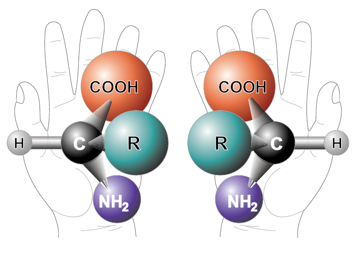  L- и D-изомеры аминокислот – зеркальные отражения друг друга / ©Wikipedia 