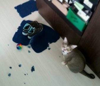 Животные на месте преступления: смешно и обидно не всё так грустно