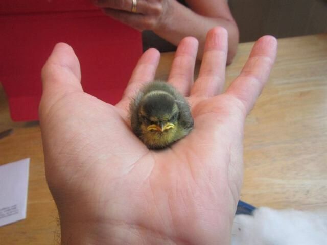 Домашние питомцы тоже бывают не в настроении животные