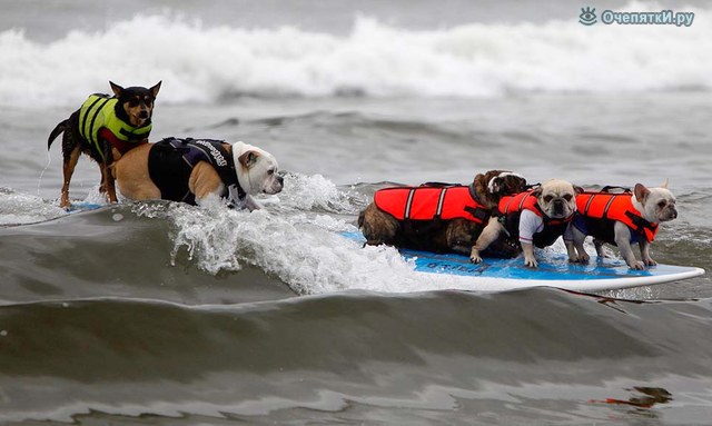 Собачий сёрфинг 2