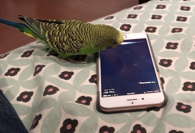 Волнистый попугайчик активирует голосом Siri на iPhone siri,животные,попугаи,приколы,технологии