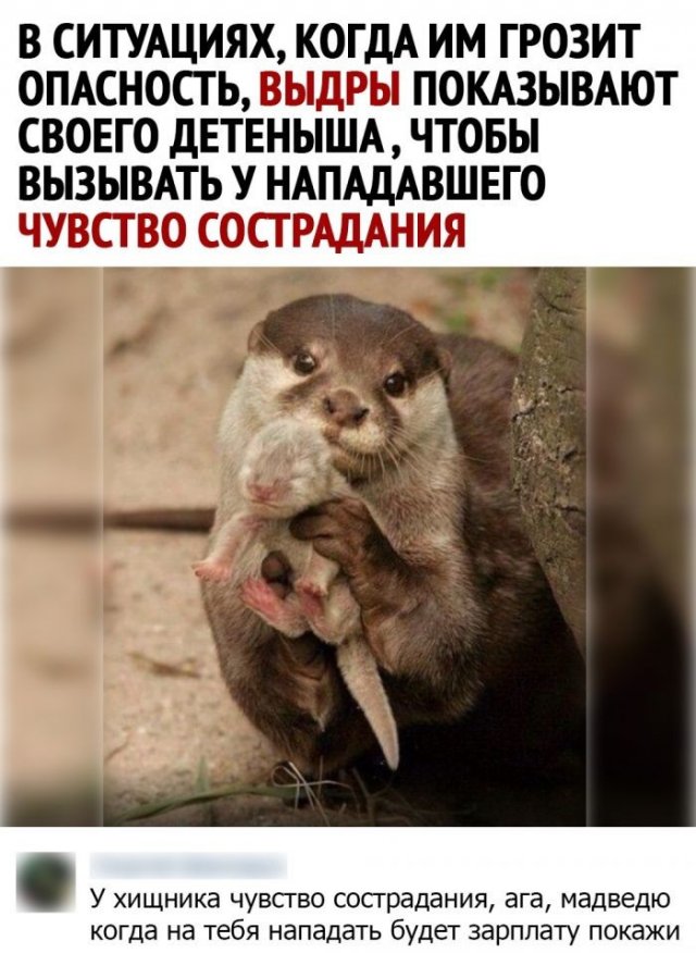 Смешные комментарии к постам в социальных сетях Смешные комментарии к постам в социальных сетях позитив,смешные картинки,юмор