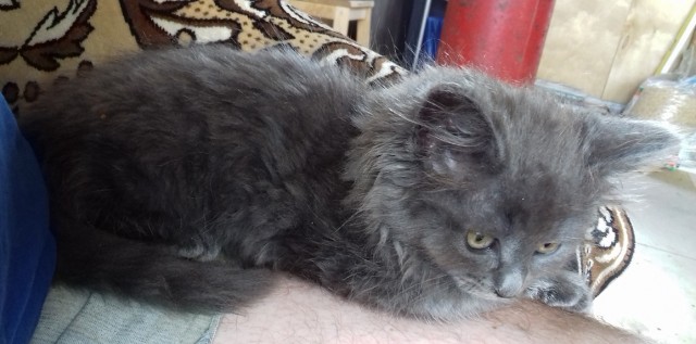 За грибами в жаркое лето 