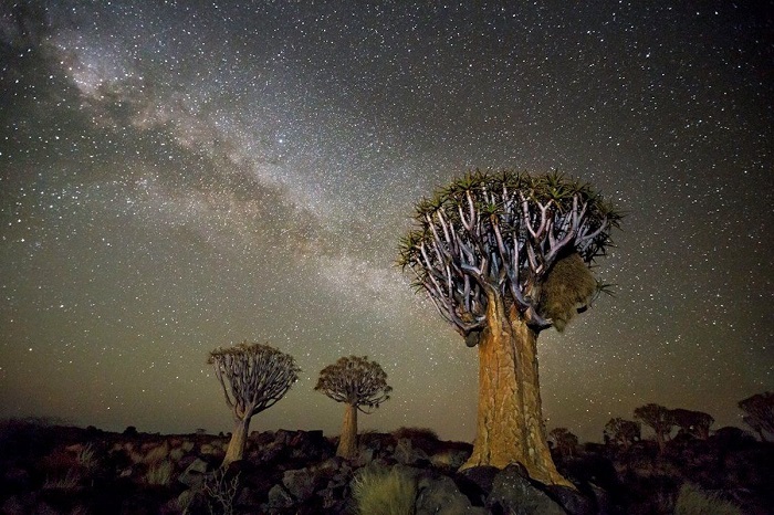 Драконовы деревья на фоне усеянного звездами неба кажутся необычными гостями нашей планеты.