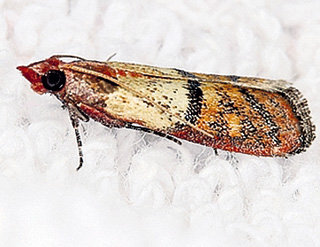 Взрослая моль нашу одежду не жрёт. Шерстью питаются её подлые личинки