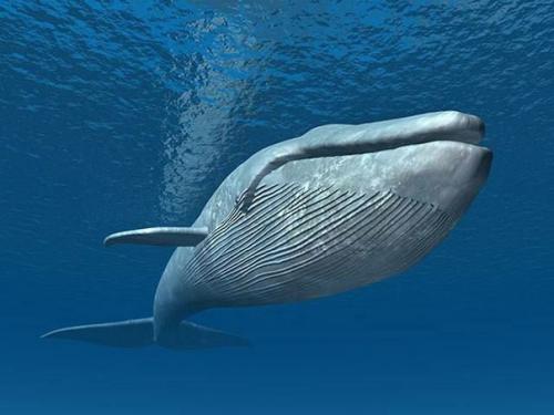 Почему голубой кит не может проглотить предмет больше грейпфрута?