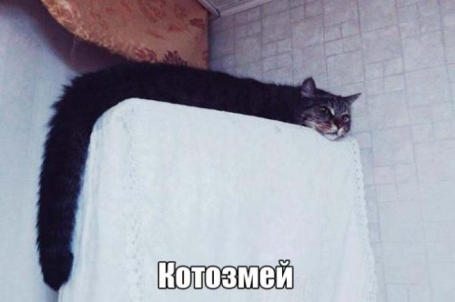 Прикольных картинок пост (38 шт)