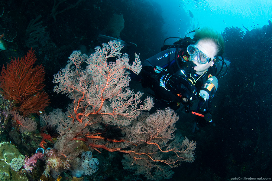 Фотография: Волшебный мир архипелага Раджа Ампат №21 - BigPicture.ru