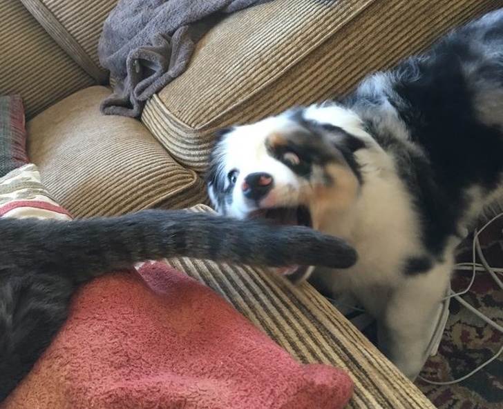 Милые и бессовестные... Милые и бессовестные... животные