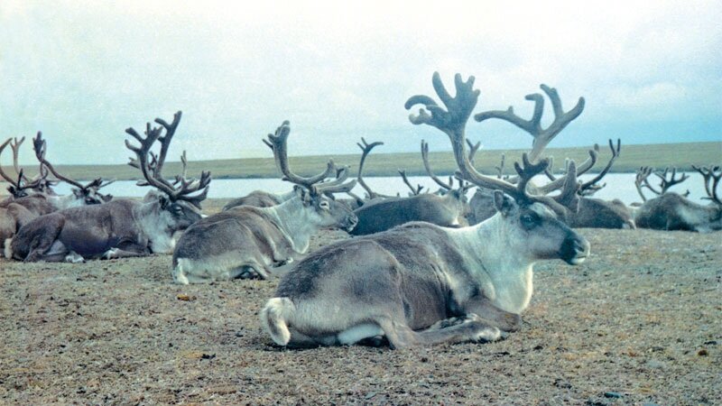 З реки России, где ГЭС так и не построили, хоть и планировали (включая самую длинную реку страны)