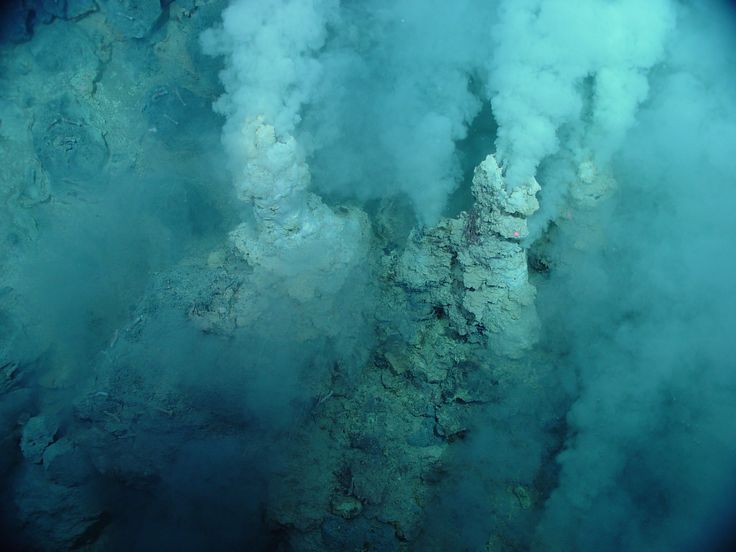 Ученые сделали удивительное открытие в Марианской впадине