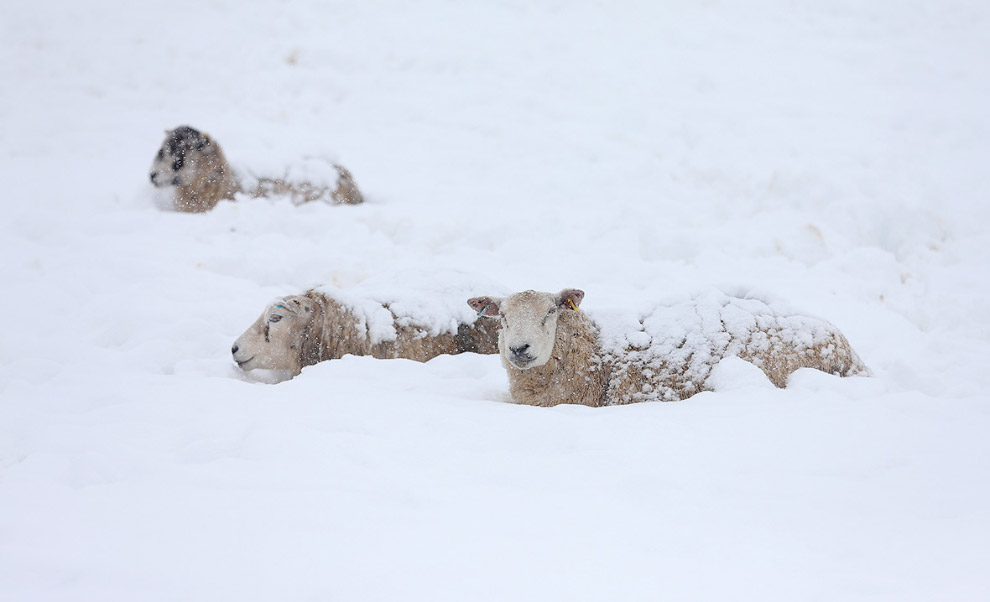 Овцы стоят в глубоком снегу в графстве Дербишир