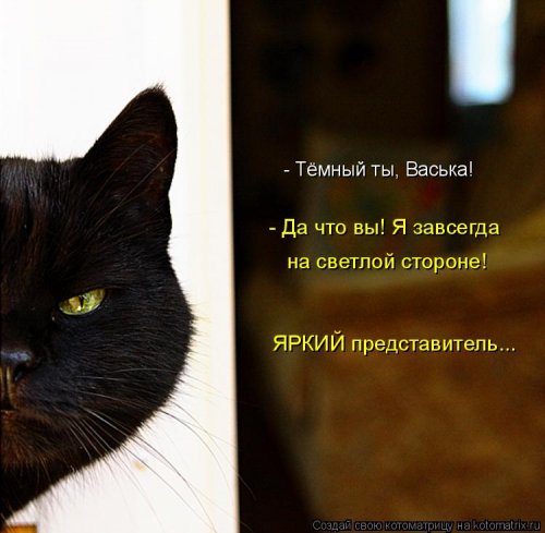 Свежая котоматрица  смешные картинки