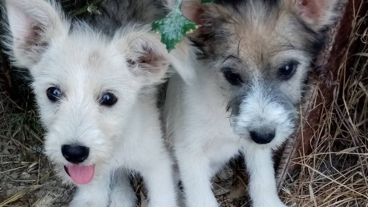 Российские ученые нашли способ продлить годы жизни животным