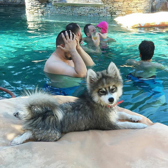 Norman The Pomsky