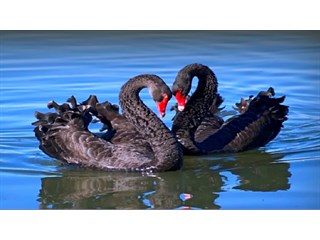 Ультиматум России. По ком звонит колокол… Время Черных Лебедей