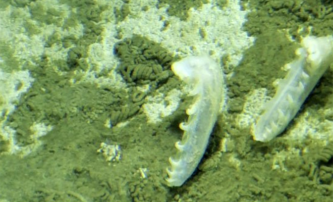 На дне океана обнаружили неизвестные науке существа: они способны жить на глубине 8000 метров Культура