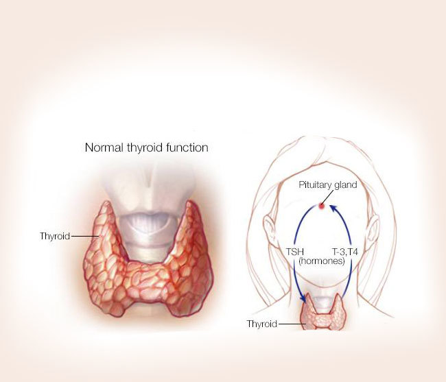 Гормональный фон: Таблица норм ТТГ по возрасту у женщин  гормональный фон, гормоны, здоровье, щитовидная железа