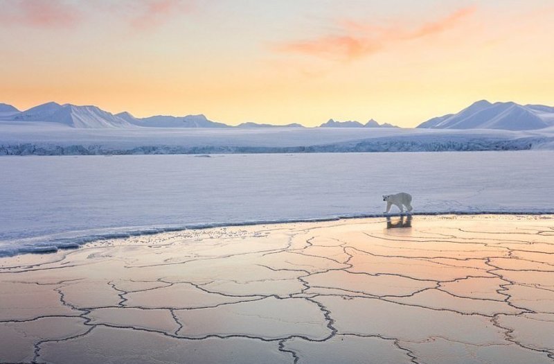 "Страна снега и льда" (фото: Джош Энон, США) Wildlife Photographer of the Year, животные, конкурс, мир, победитель, финалист, фотография