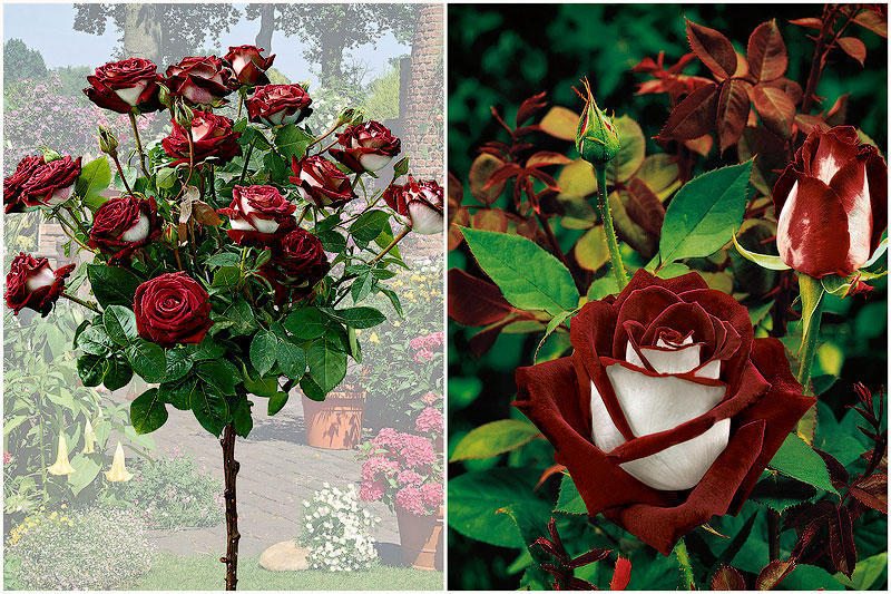 Фотография: Удивительно красивая роза сорта Osiria №1 - BigPicture.ru