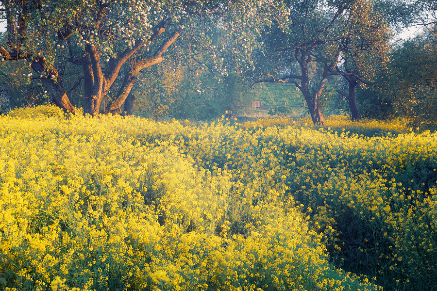 spring vibes by Ralf Linckens on 500px.com