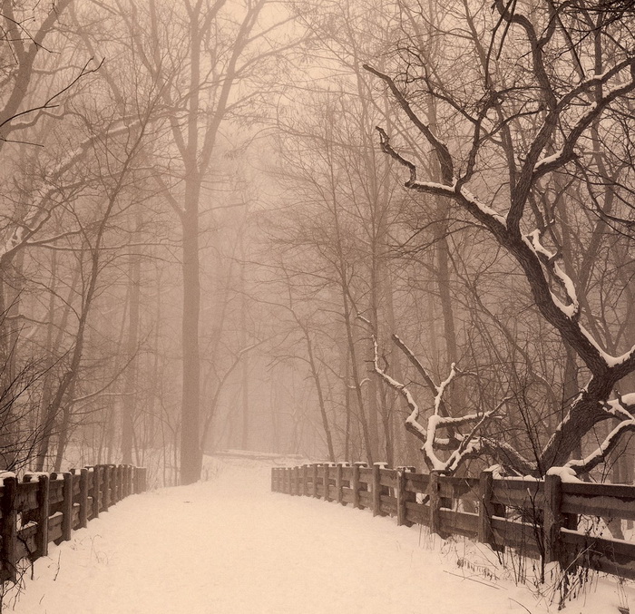 Портреты деревьев Портреты деревьев