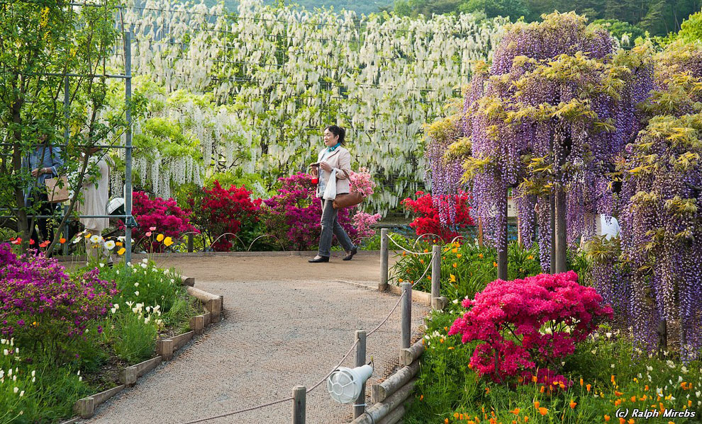 Завораживающее зрелище: цветочный дождь в парке Асикага глицинии, парке, Асикага, площадь, цветочный, лианы, крупные, Фудзи, высоты, огромное, дождь, можно, сенью, цветочной, пространство, Асикага 3, покрыть, дерево, всего, заставить