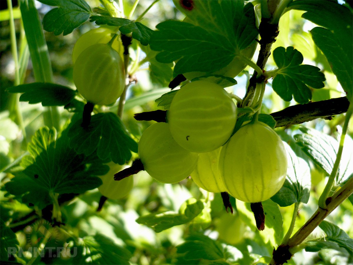 осень крыжовник. крыжовник аристократ купить. йошта куст осень. осень крыжовник. осень крыжовник.