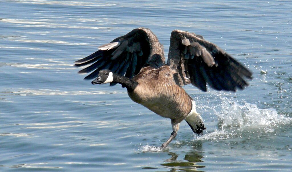 Эпизоды гусиной охоты