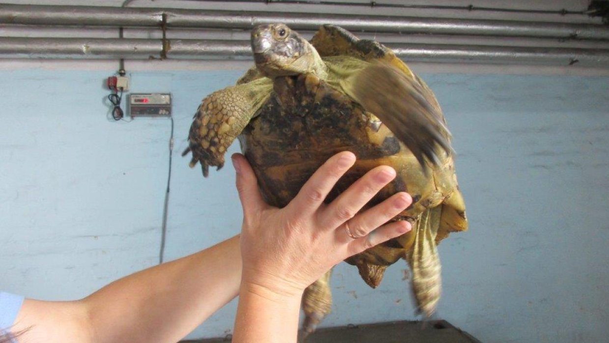 Черепахи из Петербурга улетели на ПМЖ к Черному морю