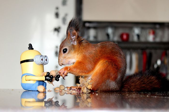 Животные, белка, позитив