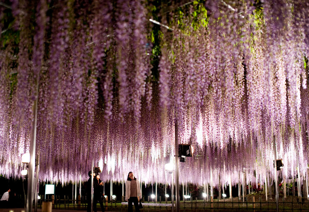 Завораживающее зрелище: цветочный дождь в парке Асикага Асикага,глицинии,Япония