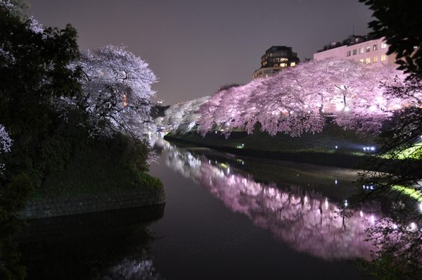 Цветение сакуры в Японии на фото весна,сакура,Япония