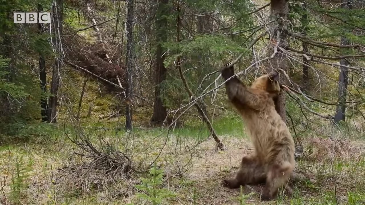 Картинки по запросу медведь чешется об дерево