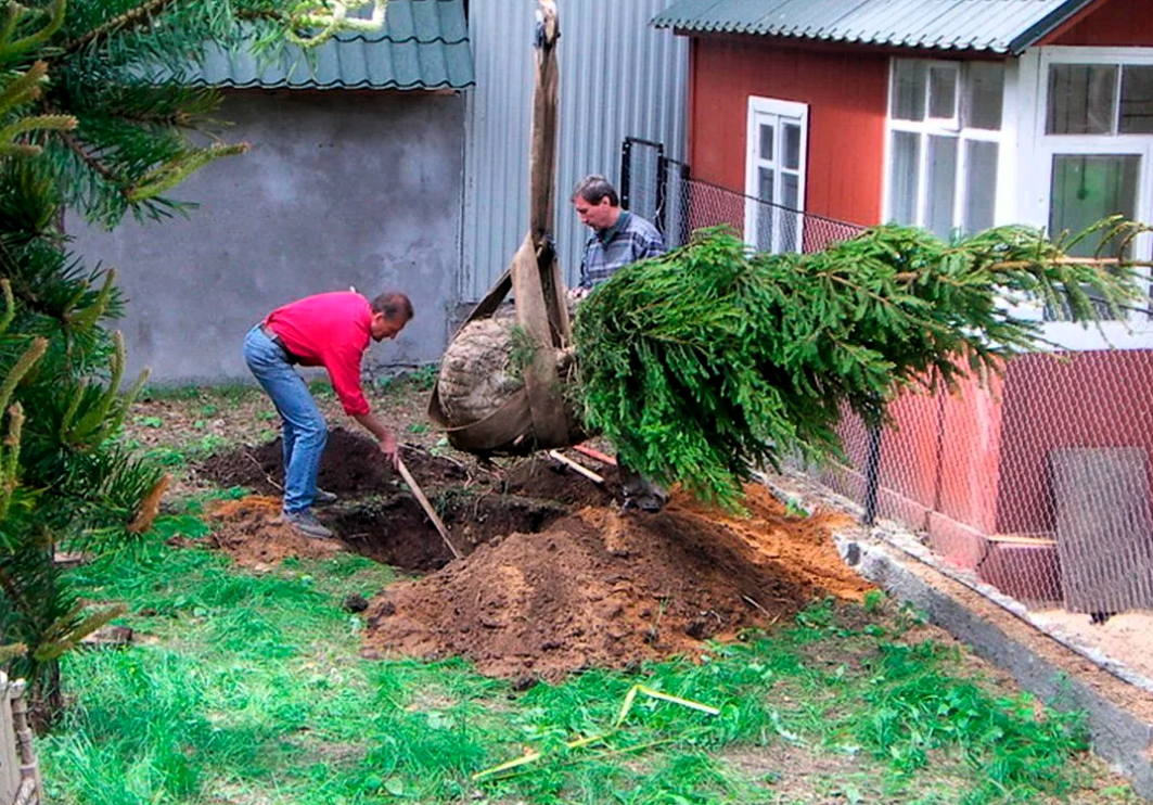 Участка надо