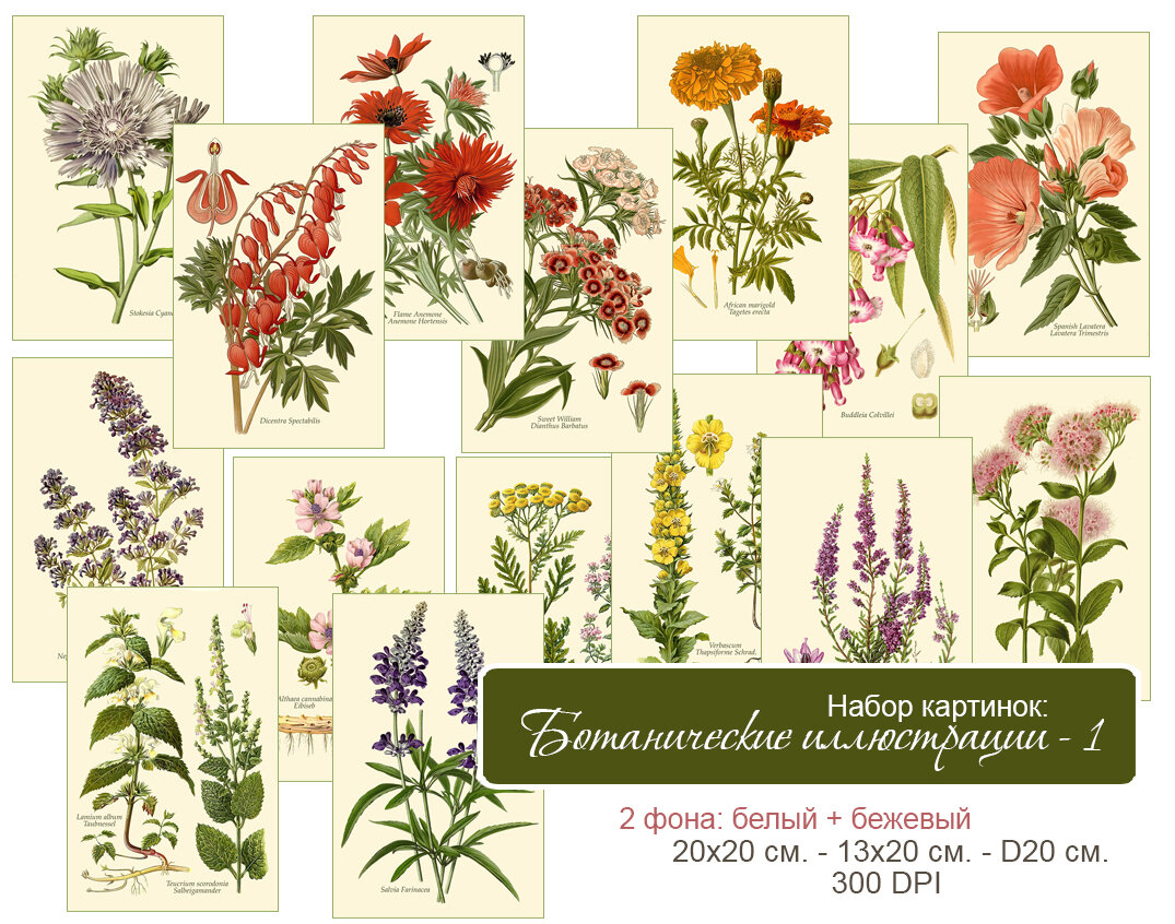 Набор с ботаническими иллюстрациями из старинного атласа.