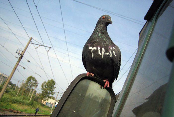 17 уморительных снимков, которые смогут оценить только наши люди 