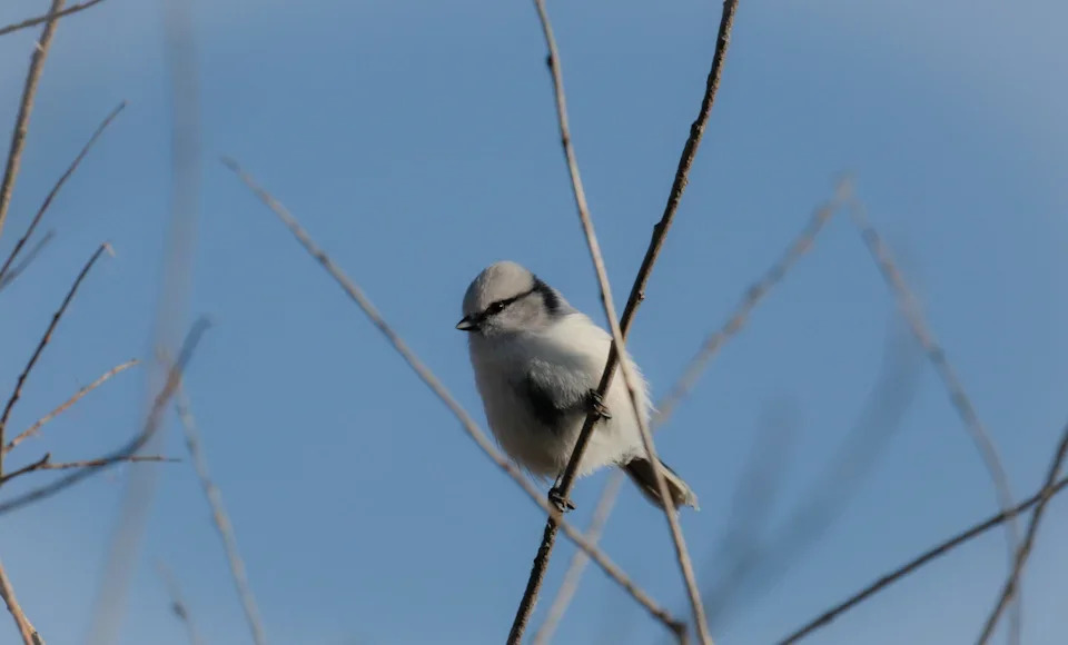 Кабанский заказник: маленький рай в дельте Селенги 